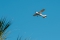 Cessna 172P